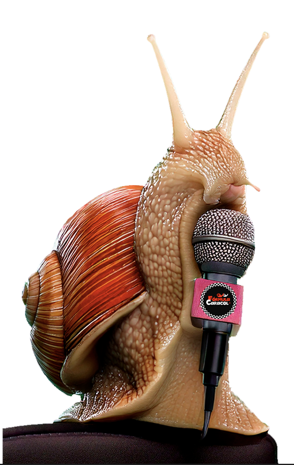 Fibonacci, el reportero más sincero